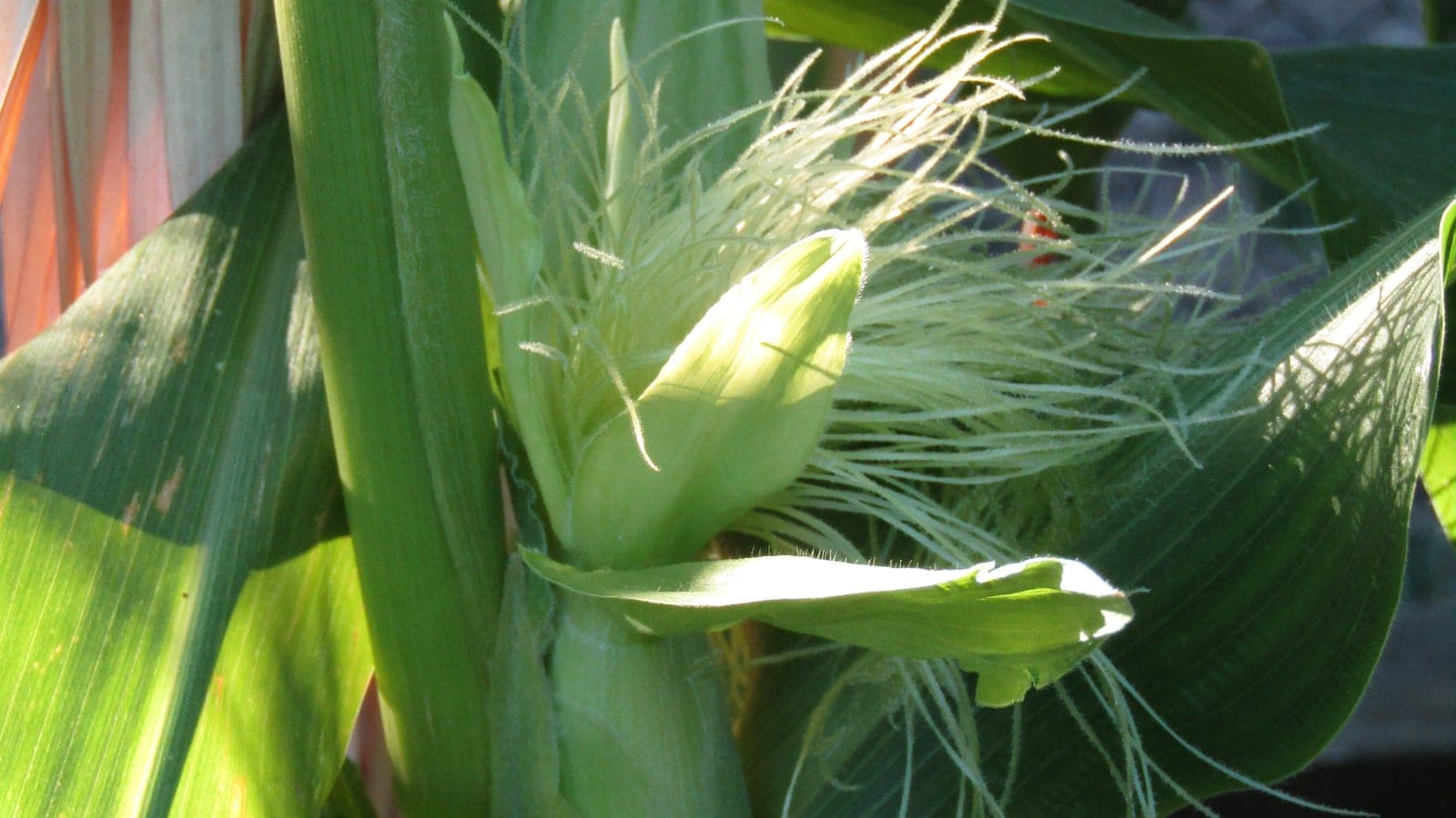 Soies sortant d’un jeune épi de maïs : chacune est le style d’une fleur femelle, et c’est sur elle que le pollen doit tomber pour qu’un grain se forme. (Photo Kolforn, CC BY-SA 4.0.)