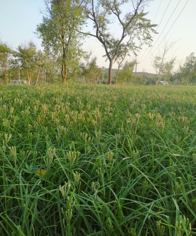 Champ de millet à grappe, dont les épis digités forment de petites mains dressées au-dessus des feuilles