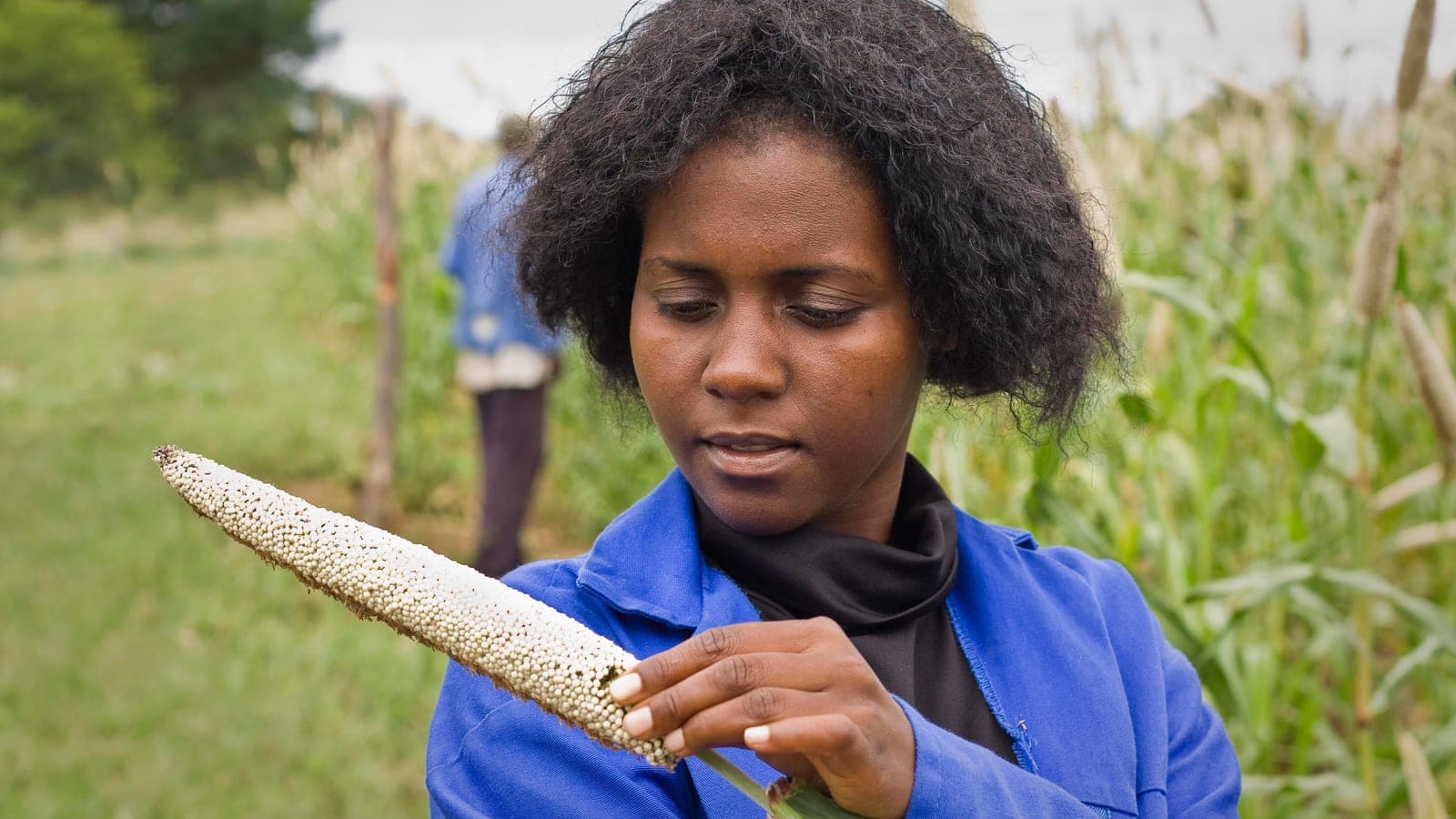 Nkazimulo Ngwenya, chargée de recherche à l’ICRISAT, examine un épi de mil à chandelle à la station de Matopos, au Zimbabwe : une masse compacte de grains, longue comme l’avant-bras. (Photo Swathi Sridharan / ICRISAT, CC BY-SA 2.0.)