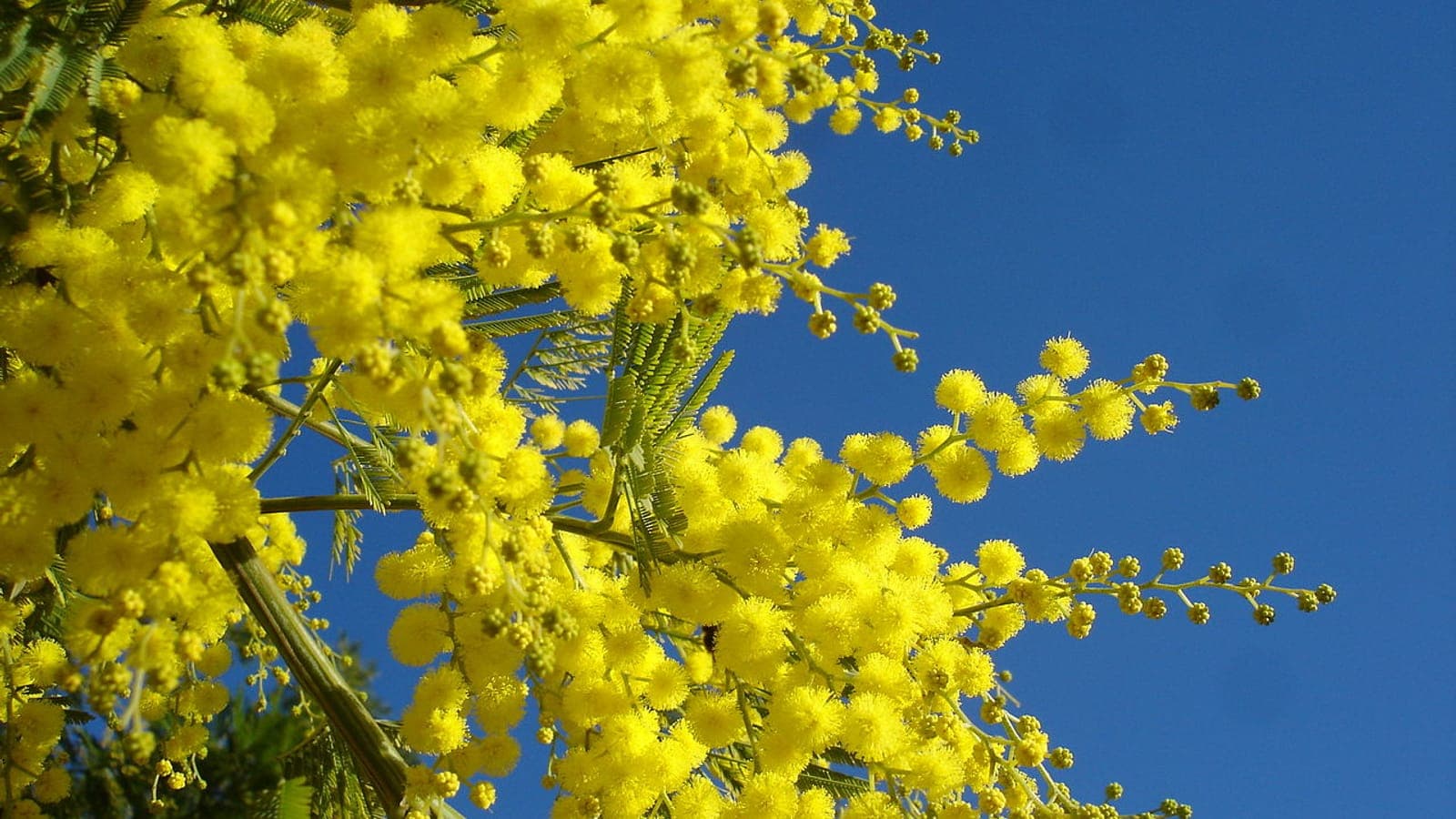 Le « mimosa » des fleuristes en pleine floraison : c’est en réalité un acacia, couvert de pompons jaunes. (Photo Manuel Ferreira.)