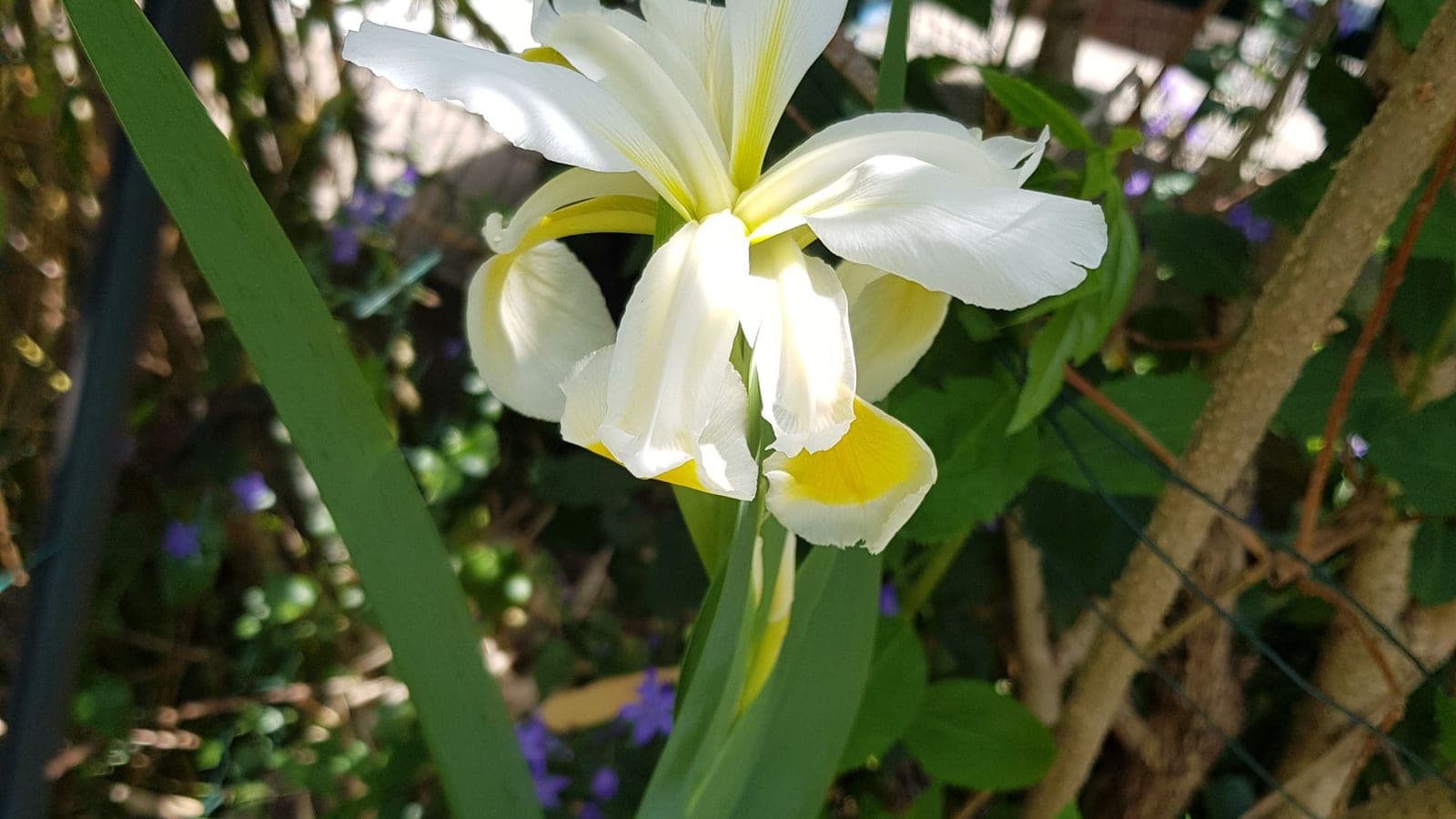 Un iris (Iris orientalis) au jardin : la feuille en glaive, à gauche, porte des nervures parallèles d’un bout à l’autre du limbe ; et la fleur compte ses pièces par trois. Deux marques des monocotylédones. (Photo Manuel Ferreira.)