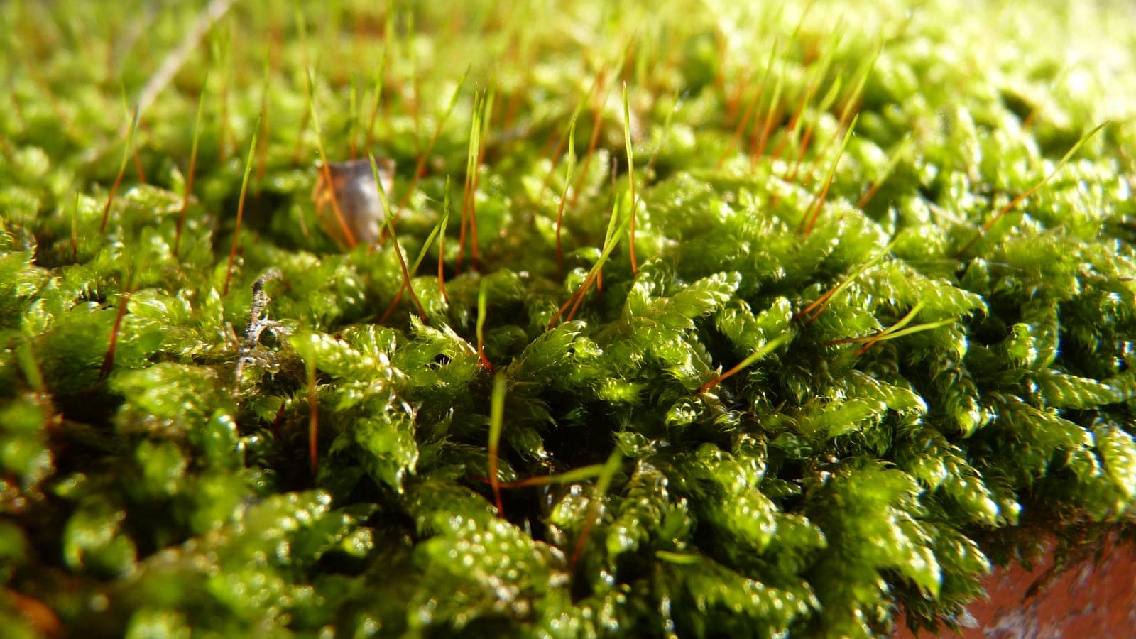 Coussin de mousse sur une tuile : le tapis vert est la plante elle-même, et les fines soies rousses dressées au-dessus portent les capsules où se forment les spores. (Photo Manuel Ferreira.)