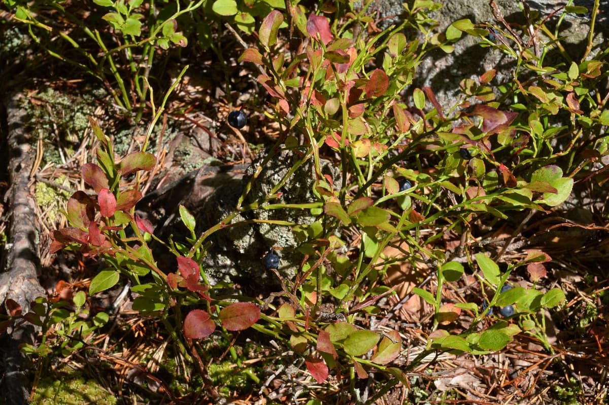 Tapis de myrtille sauvage au sol d’une forêt, petites feuilles et fruits noirs épars sur des rameaux verts