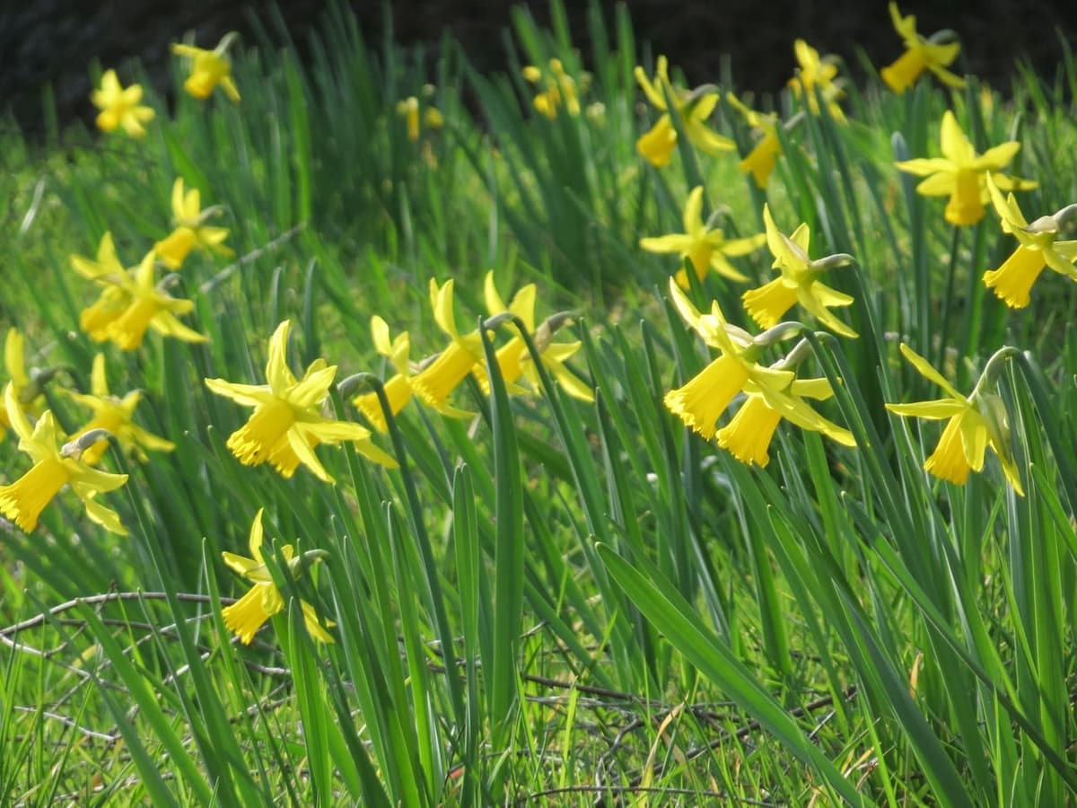 Colonie de narcisses trompettes en fleur, une fleur jaune penchée par tige au-dessus de feuilles plates en rubans