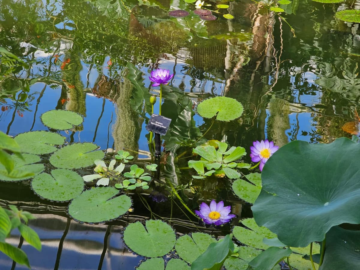 Bassin de serre où flottent des nymphéas bleus, feuilles rondes posées à plat sur l’eau