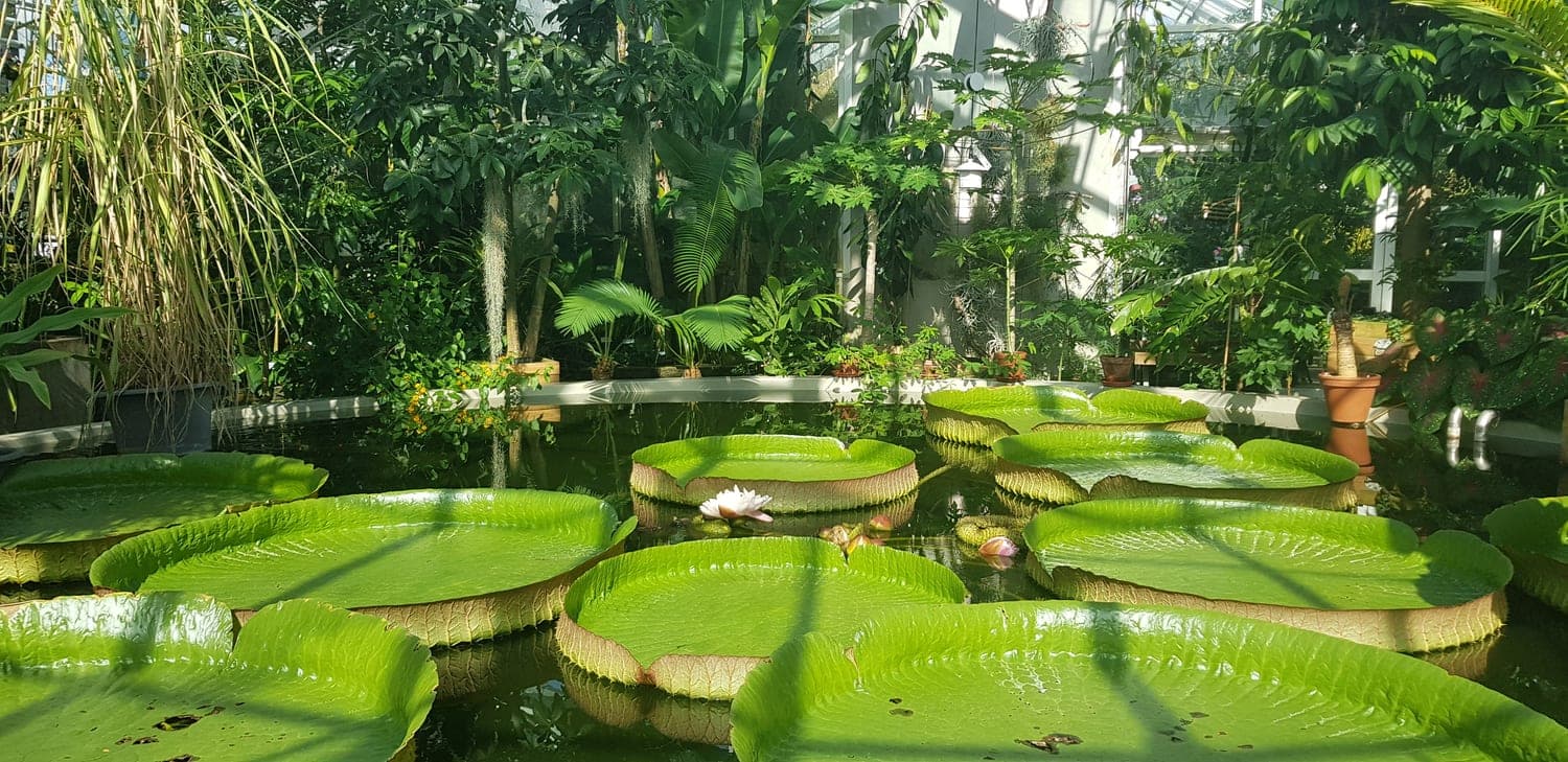Bassin de nénuphars géants (Victoria) et une fleur, serre du jardin botanique d’Uppsala (Suède) (Photo Manuel Ferreira.)
