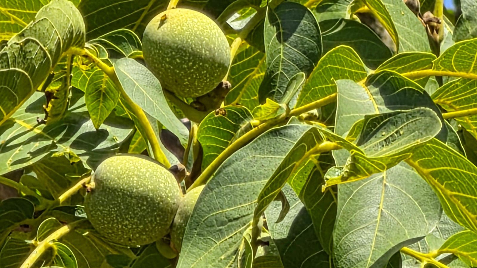 Des noix vertes sur le noyer : le fruit tel qu’il pousse, enveloppé de son brou charnu - une drupe. (Photo Manuel Ferreira.)