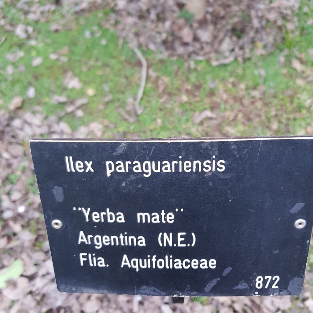 Étiquette de jardin botanique portant les mentions Ilex paraguariensis, Yerba mate, Argentina et Flia. Aquifoliaceae