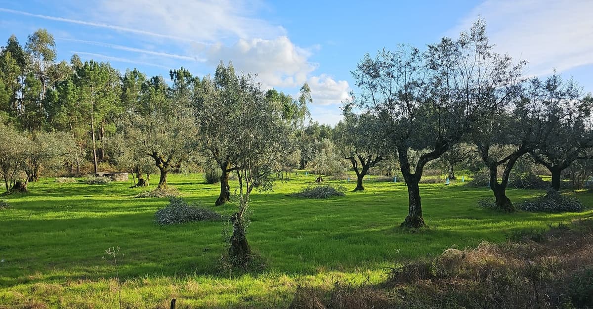 Oliveraie au Portugal sous un ciel bleu : oliviers espacés aux troncs noueux et tordus, feuillage gris-vert, sur une prairie d’un vert vif, avec des tas de branches coupées au sol et une lisière de grands arbres au fond