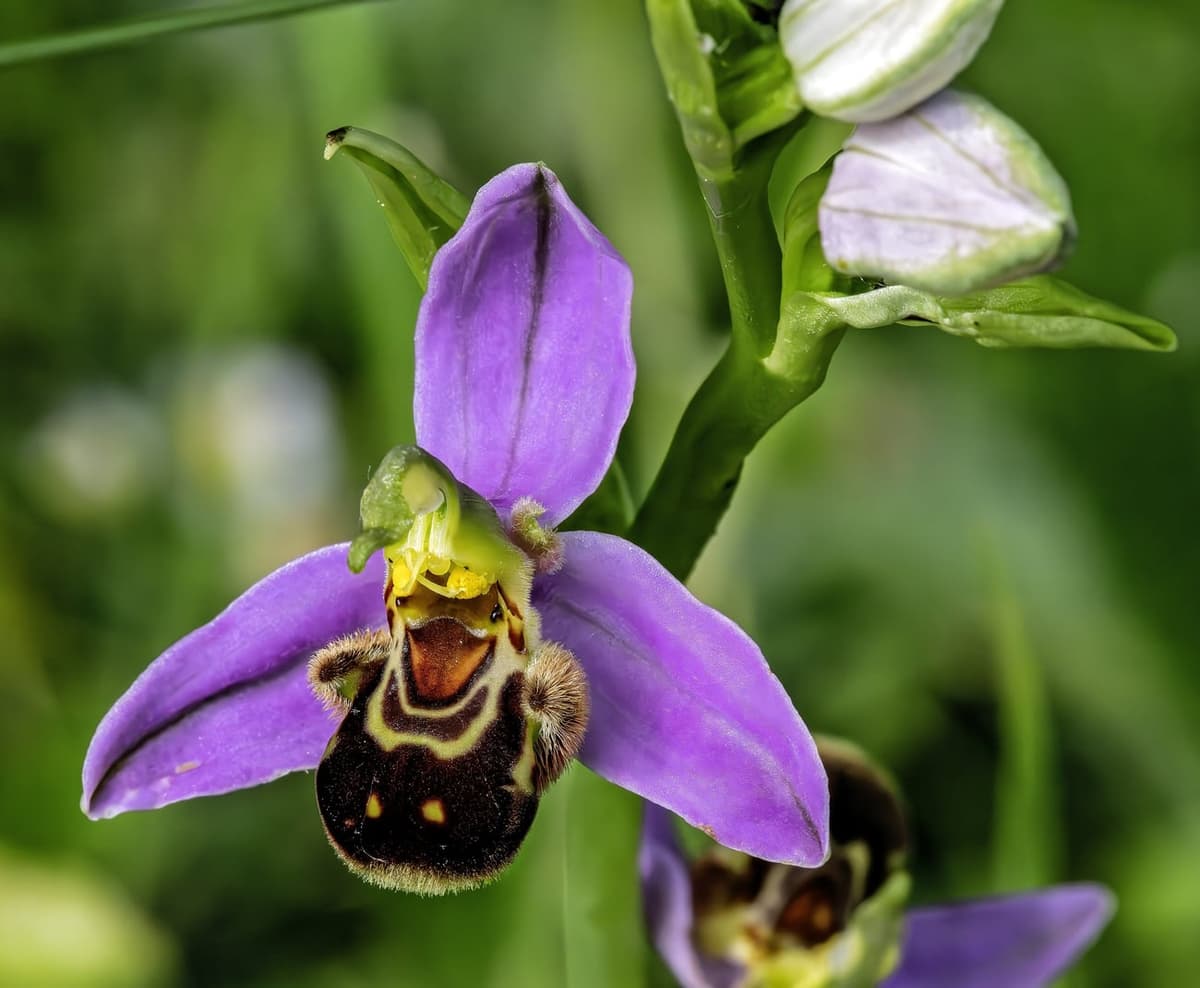Fleur d’ophrys abeille en gros plan : trois sépales roses et un labelle brun, velu et bombé, marqué de dessins jaunes, qui imite l’abdomen d’une abeille
