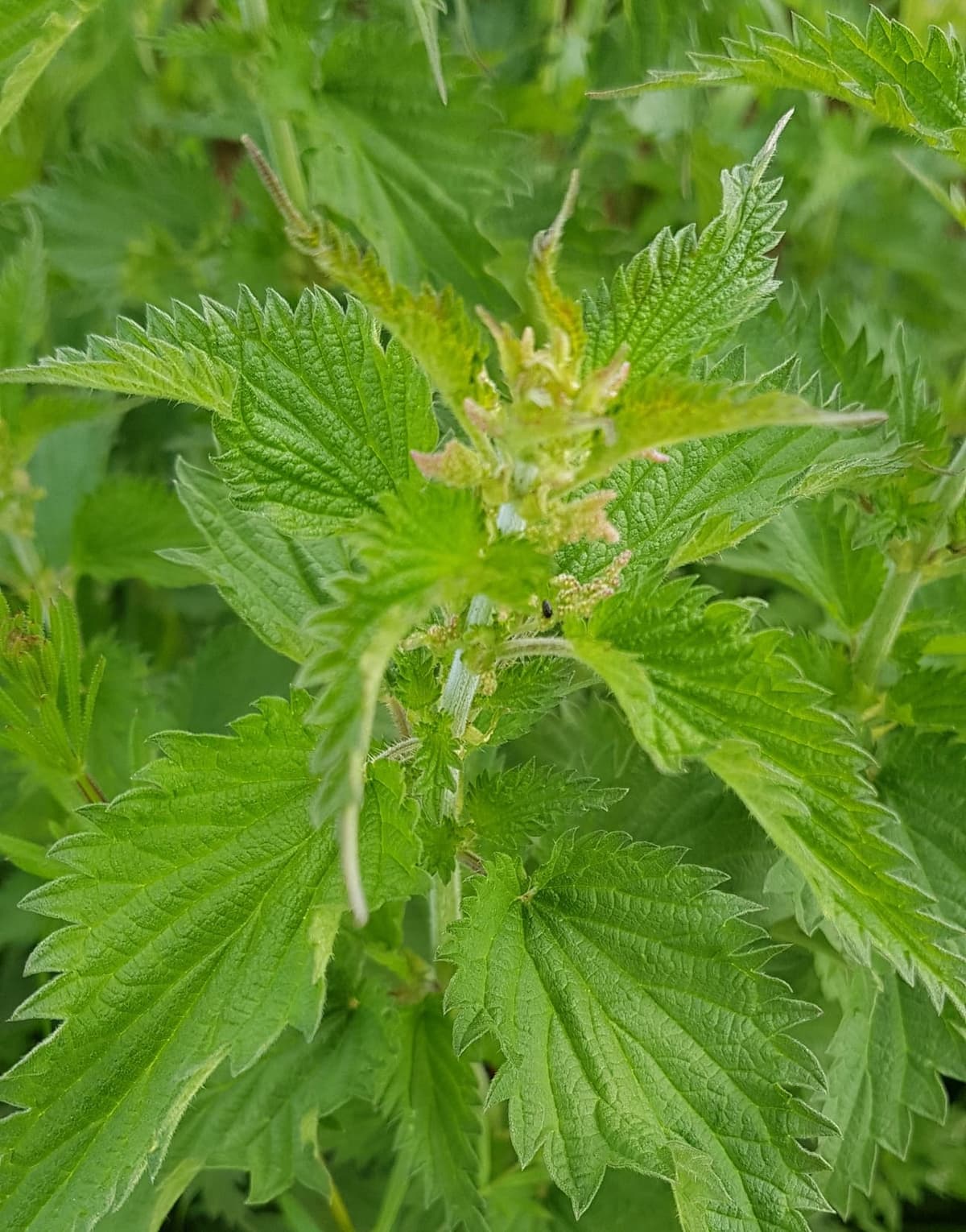 Sommet de grande ortie : feuilles dentées opposées et, à leur aisselle, de petites grappes de fleurs verdâtres sans pétales
