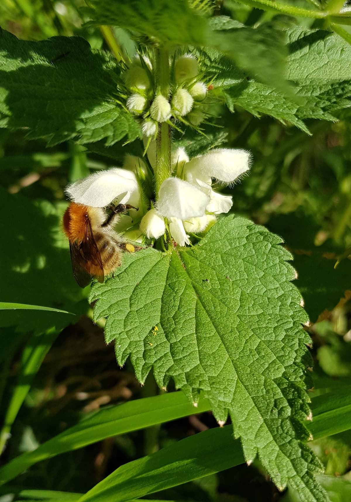 Lamier blanc en gros plan : fleurs blanches à deux lèvres groupées en anneau autour de la tige, au-dessus d’une feuille dentée en cœur semblable à celle de l’ortie, avec un bourdon roux posé sur une fleur