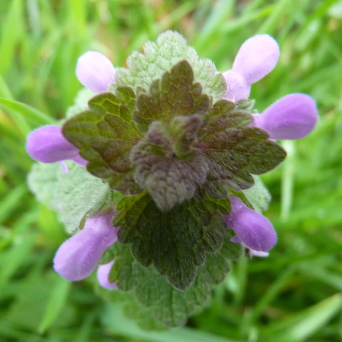 Sommet de lamier pourpre vu d’en haut dans l’herbe : rosette de petites feuilles gaufrées et dentées teintées de pourpre, entourée d’un anneau de fleurs roses à deux lèvres