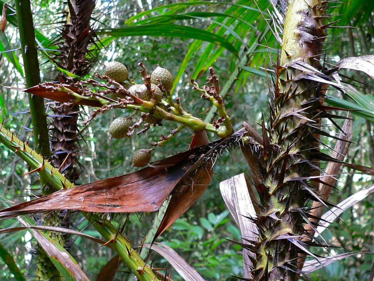 Rotin sauvage en forêt tropicale : tiges vertes hérissées de longues épines, feuilles de palmier et grappe de petits fruits ronds couverts d’écailles