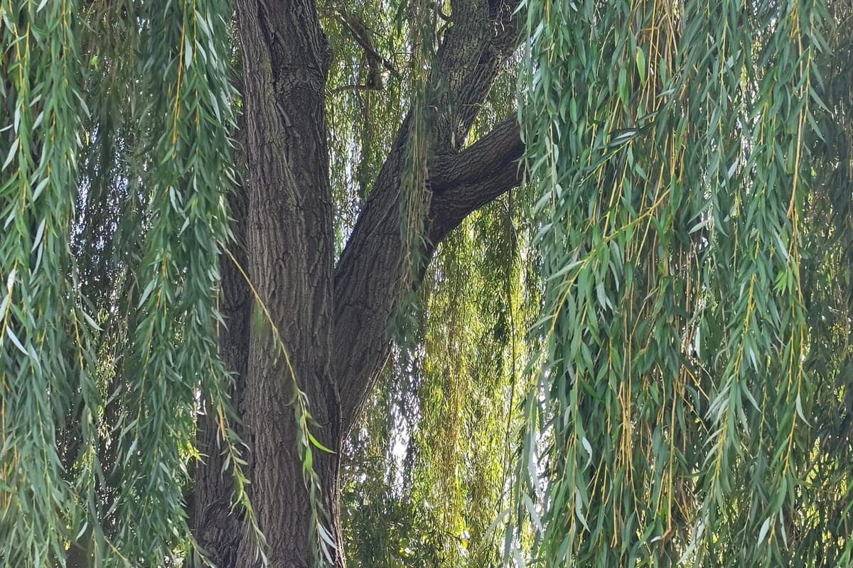 Saule pleureur : un tronc sombre et fissuré, encadré de longs rameaux minces et souples chargés de feuilles étroites, qui retombent en rideau
