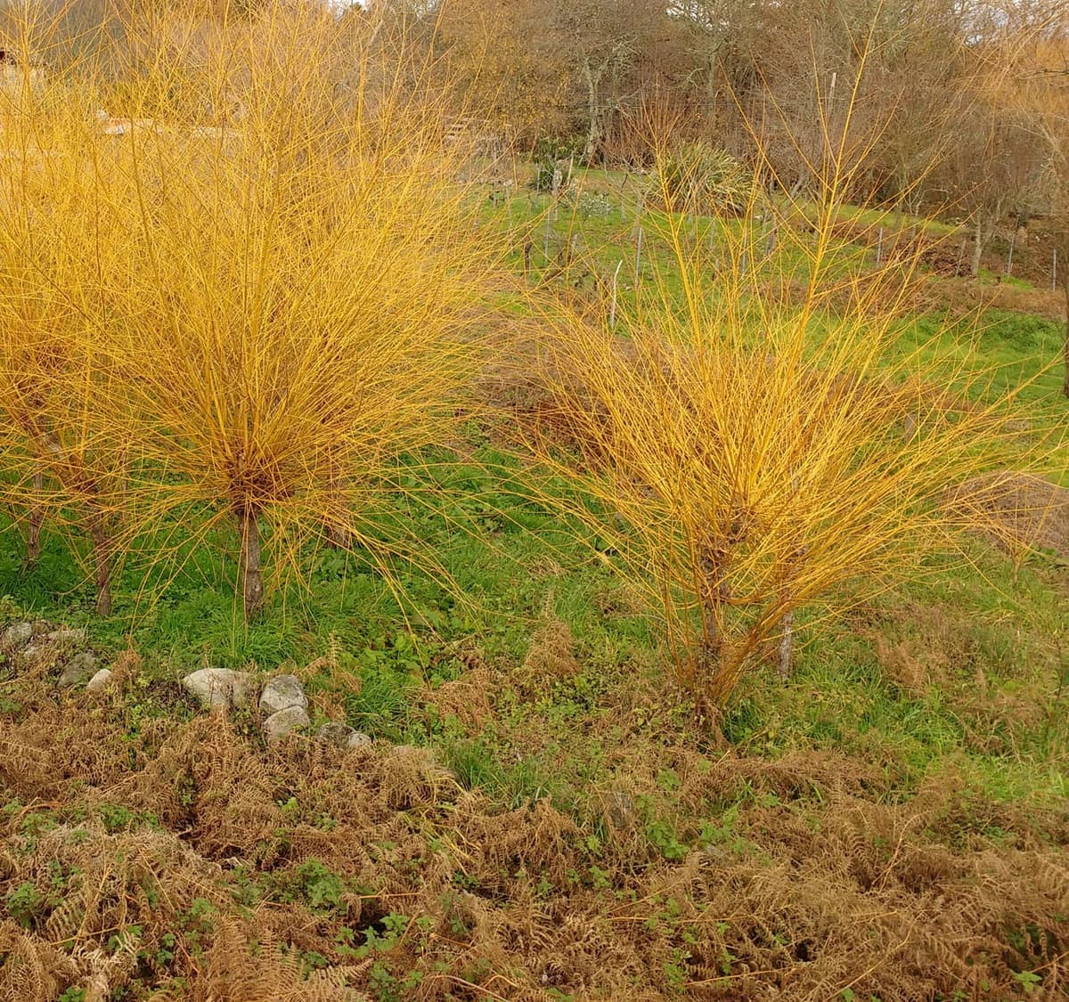 Saules taillés en têtard, sans leurs feuilles : sur chaque tronc court jaillit une touffe dense de pousses droites et dorées, au bord d’un pré