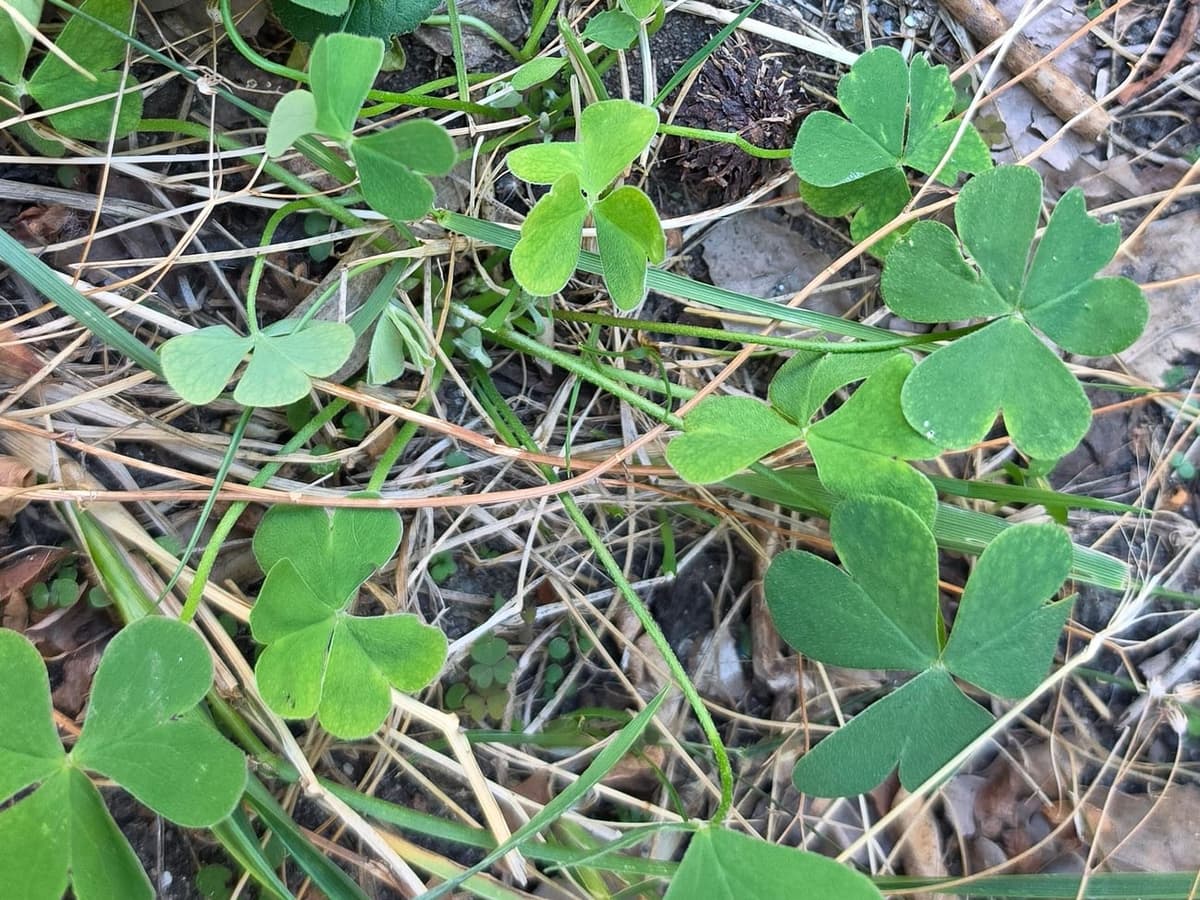 Feuilles d’oxalis articulé au sol dans un jardin, parmi des feuilles mortes : trois folioles en forme de cœur, profondément échancrées au sommet