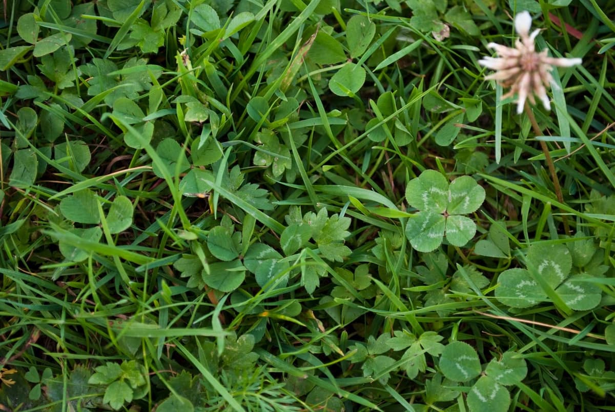 Trèfle blanc à quatre folioles marquées d’un chevron blanc, au milieu de feuilles de trèfle ordinaires à trois folioles et de brins d’herbe, avec une tête de fleurs fanée en haut à droite