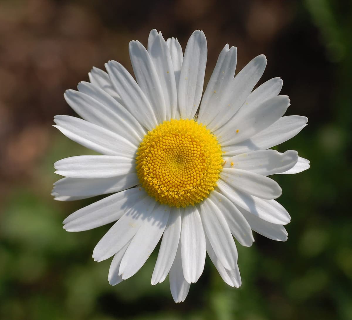 Capitule de marguerite vu de face, cœur jaune granuleux et couronne de ligules blanches