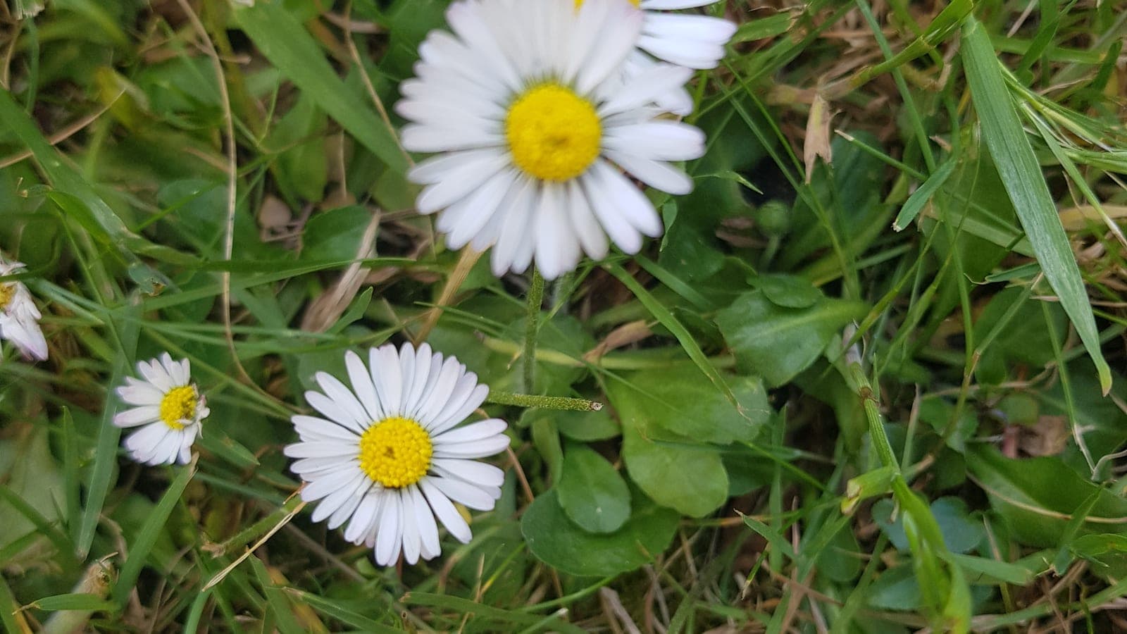 Pâquerettes (Bellis perennis) dans une pelouse : la tige qui porte le capitule est nue, et toutes les feuilles restent en rosette au ras du sol. (Photo Manuel Ferreira.)