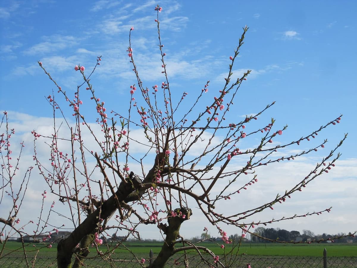 Branches de pêcher en fleurs au printemps, couvertes de fleurs roses à cinq pétales, avant que les feuilles ne soient développées