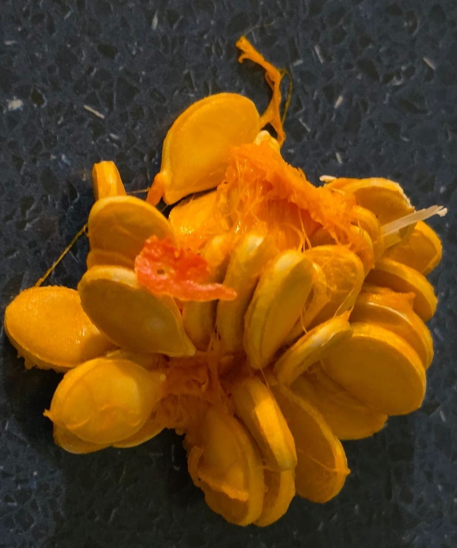 Grappe de pépins de potimarron jaune-orange, plats et ovales, encore pris dans les filaments orange de la chair