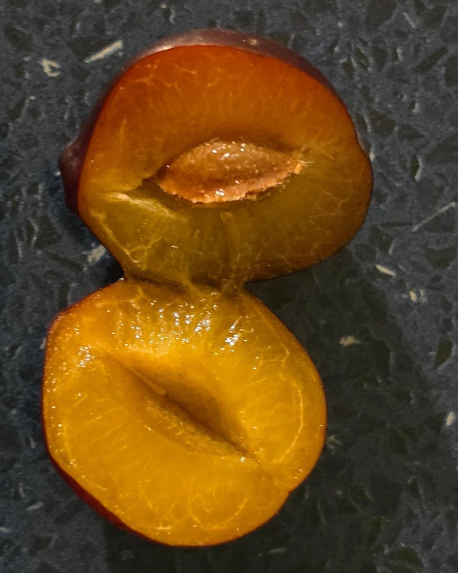 Une prune coupée en deux : dans la moitié du haut, le noyau brun en place dans la chair dorée ; dans celle du bas, le creux qu’il a laissé