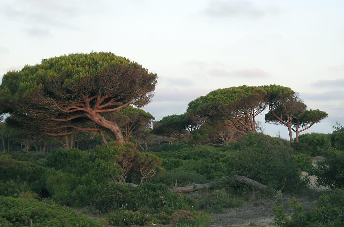Pins parasols aux larges cimes aplaties en ombrelle, au-dessus d’une végétation basse de dunes, dans la lumière du soir