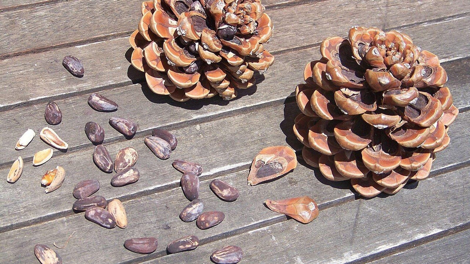 Deux cônes de pin parasol ouverts, une écaille isolée avec la loge de ses graines, des pignons encore dans leur coque brune et quelques-uns décortiqués. Ni noix, ni fruit : des graines. (Photo Asabengurtza, CC BY-SA 3.0.)