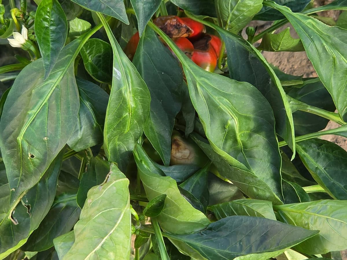 Pied de poivron au jardin : grandes feuilles vertes lisses, une petite fleur blanche en étoile à gauche, des fruits rouges en partie cachés sous le feuillage