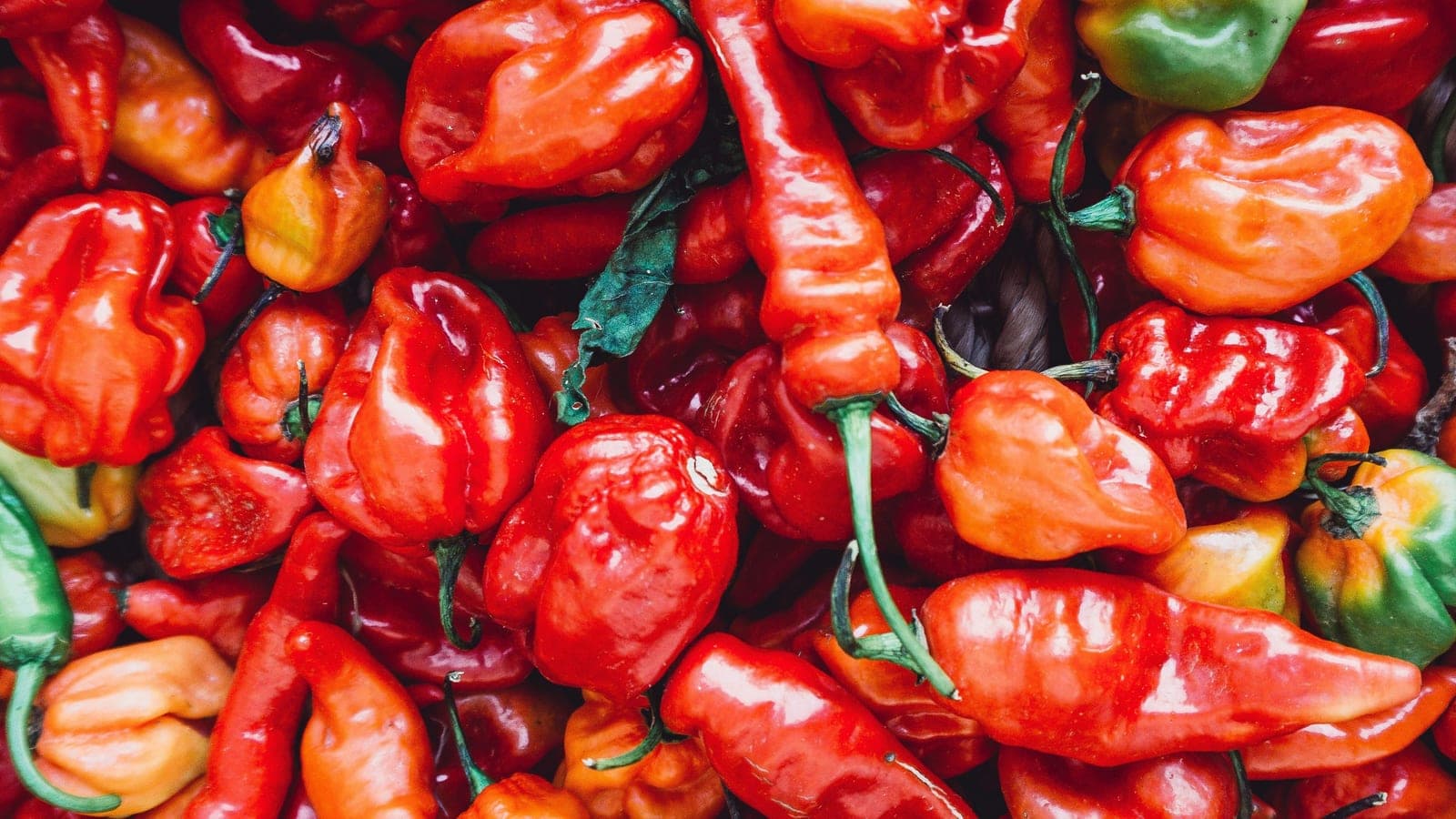 Piments forts de toutes formes et de toutes couleurs. Longs ou ronds, jaunes ou rouges, doux ou brûlants : sous ces aspects, une poignée d’espèces seulement - et aucune n’a de lien avec le poivre. (Photo Timothy L. Brock, Unsplash.)