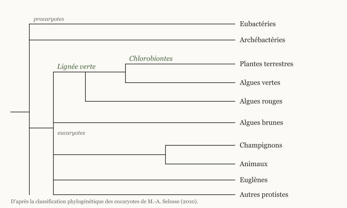 Arbre de parenté simplifié : depuis un tronc commun partent les eubactéries et les archébactéries, puis, chez les eucaryotes, la lignée verte (plantes terrestres et algues vertes réunies sous le nom de chlorobiontes, avec les algues rouges), puis les algues brunes, puis les champignons et les animaux, enfin les euglènes et les autres protistes