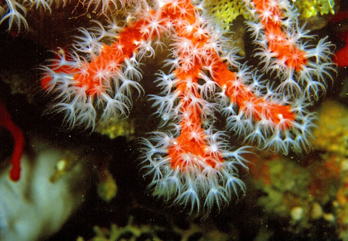 Corail rouge sous l’eau : un rameau dur rouge vif d’où sortent de petits polypes blancs en forme d’étoile à huit branches