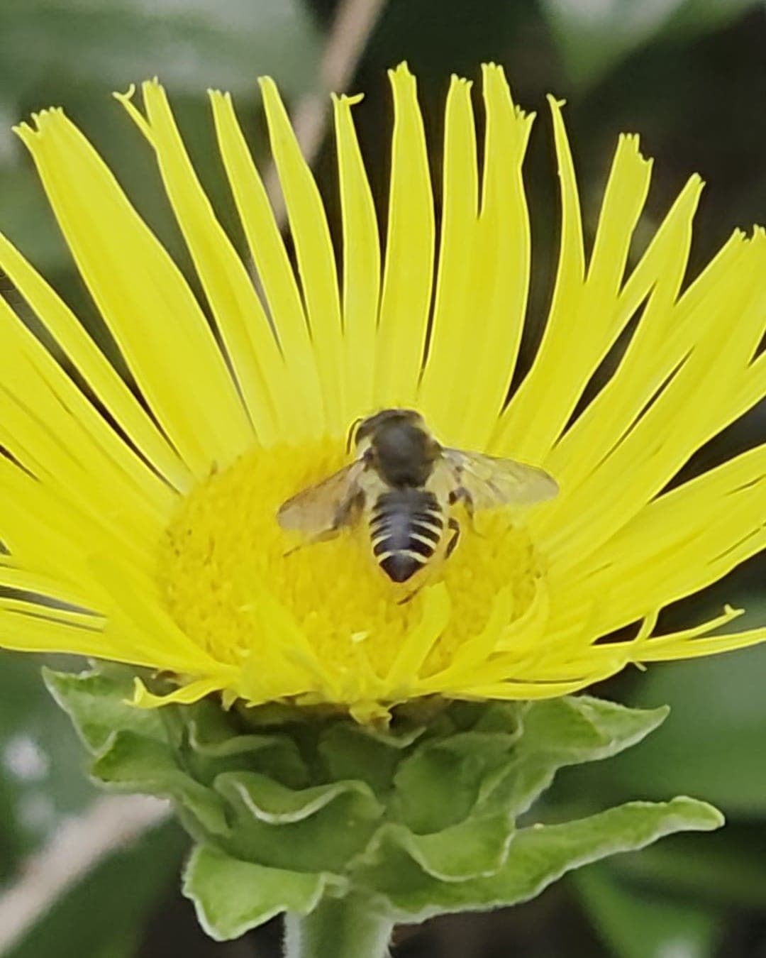 Grande fleur jaune d’aunée vue de face, aux languettes fines et nombreuses, avec une abeille aux bandes claires posée au centre