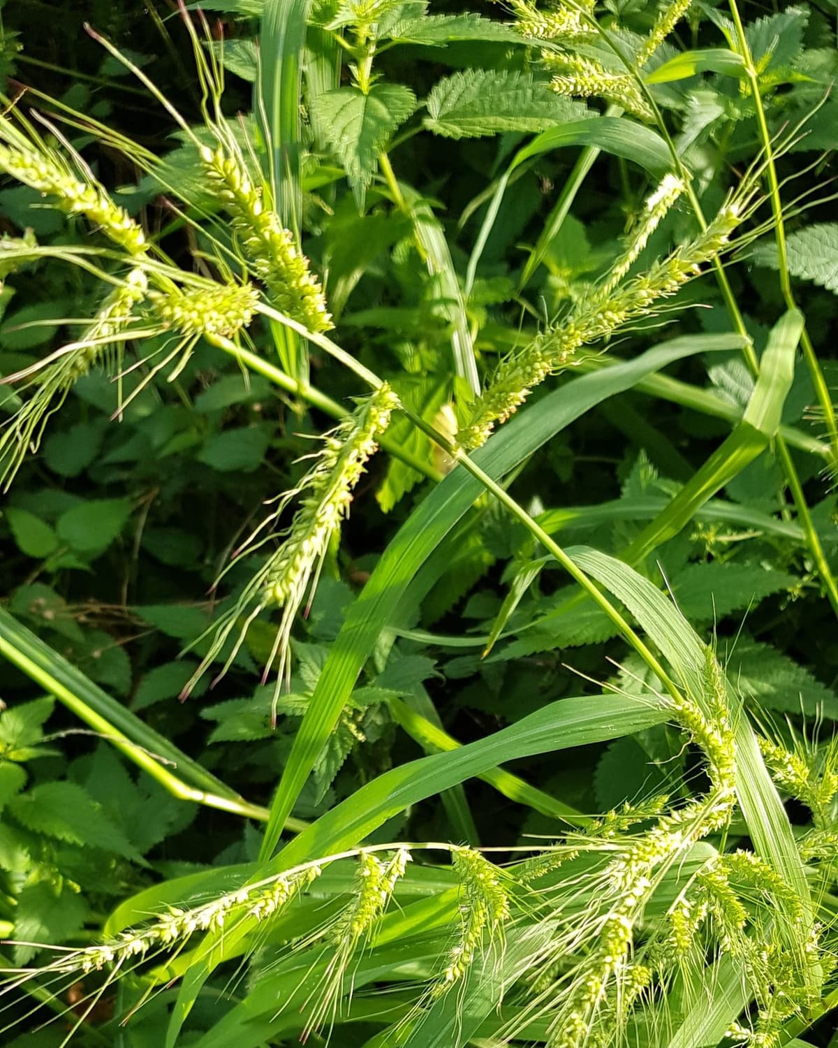 Touffe de graminée aux longues feuilles étroites et aux épis verts barbus, devant un fond d’orties