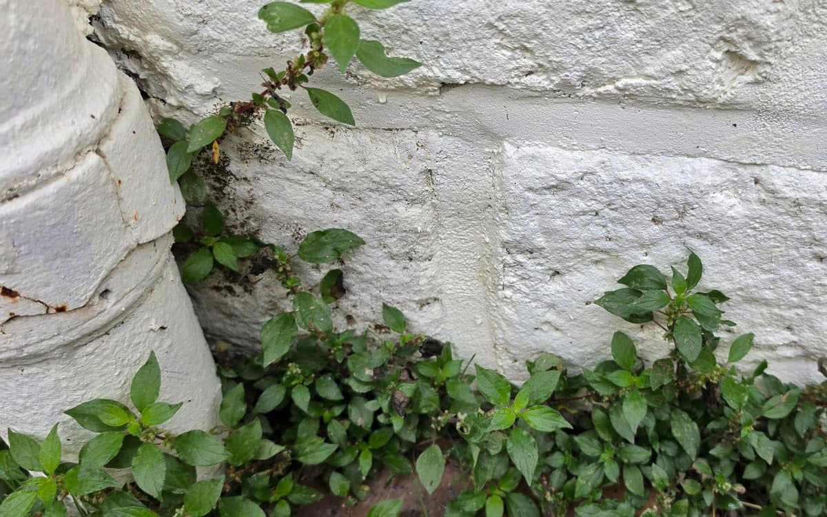 Pariétaire de Judée poussant au pied d’un mur peint en blanc et le long d’un tuyau de descente : petites feuilles vertes ovales, tiges rougeâtres, minuscules boules de fleurs verdâtres le long des tiges