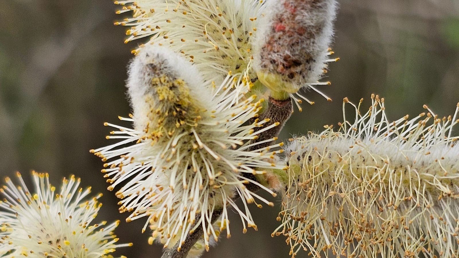 Chatons mâles de saule marsault, un 6 mars en Saône-et-Loire, hérissés d’étamines chargées de pollen. Le saule joue sur deux tableaux : les abeilles le butinent, et le vent emporte aussi son pollen. (Photo Manuel Ferreira.)