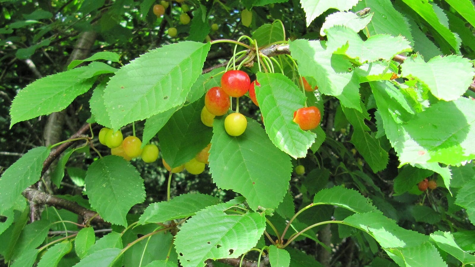 Cerises en bouquet sur l’arbre : toutes les queues partent d’un même point. Chacune est le support propre d’une fleur devenue fruit. (Photo Dinkum, domaine public.)