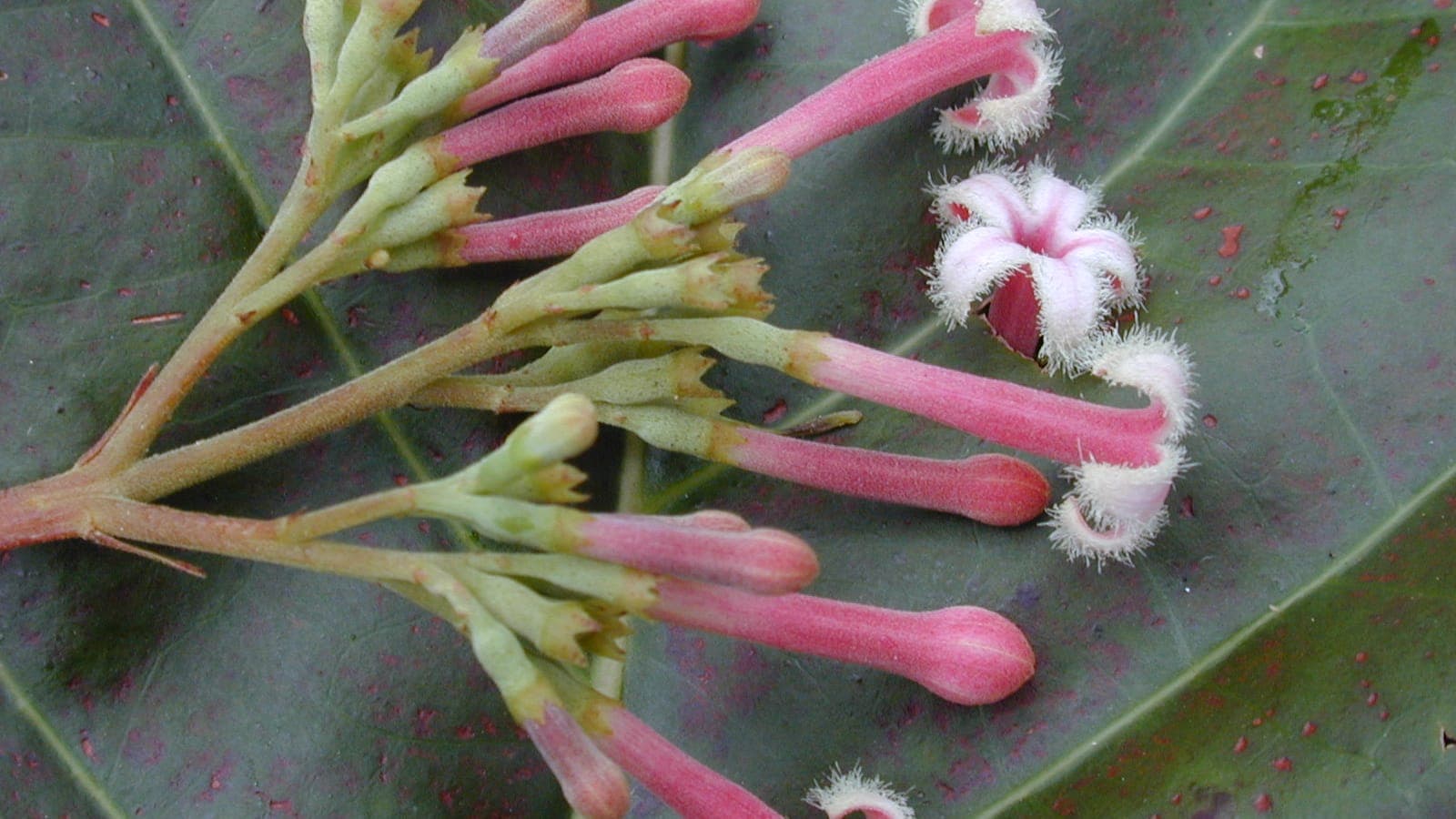 Fleurs roses et frangées de Cinchona pubescens, l’un des quinquinas, de la famille du café. L’arbre vient des Andes ; celui-ci pousse à Hawaï. (Photo Forest et Kim Starr, CC BY 3.0.)
