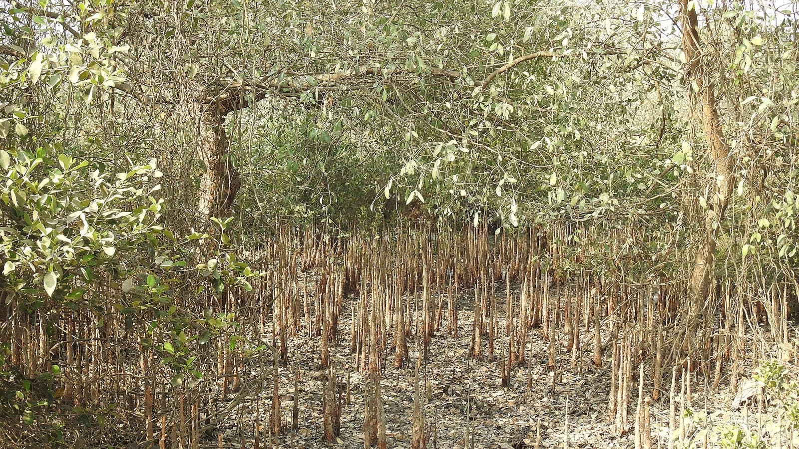 Sol de mangrove hérissé de centaines de pneumatophores dressés à la verticale, sous le couvert des palétuviers : des racines qui sortent de terre pour respirer. (Photo Dr. Raju Kasambe, CC BY-SA 4.0.)