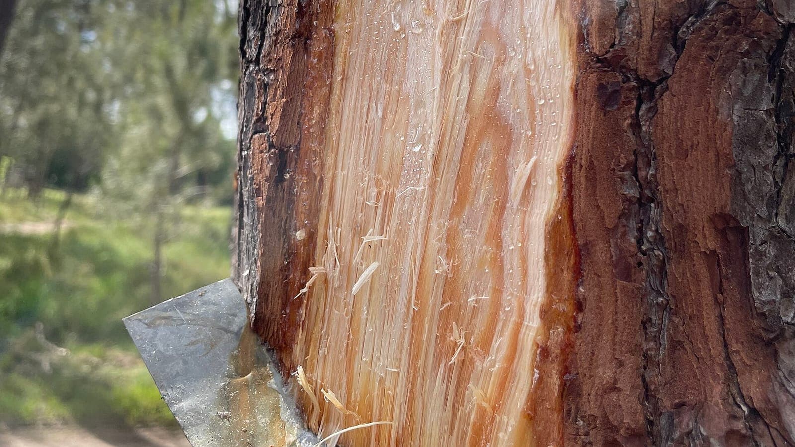 Gemmage d’un pin dans les Landes : on entaille le tronc, et des perles de résine suintent du bois mis à nu. Ce n’est pas la sève qui coule. (Photo Patchanka64, CC BY 4.0.)