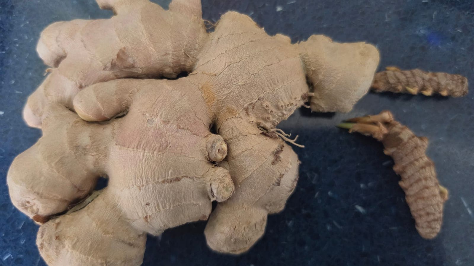 Rhizome de gingembre : une tige souterraine renflée, marquée de nœuds annelés et portant des bourgeons. (Photo Manuel Ferreira.)