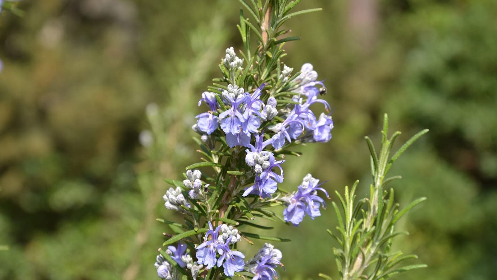 Romarin en fleur dans la garrigue provençale. Une plante que tout le monde connaît, et que les botanistes rangent depuis 2017 parmi les sauges. (Photo Marianne Casamance, CC BY-SA 4.0.)