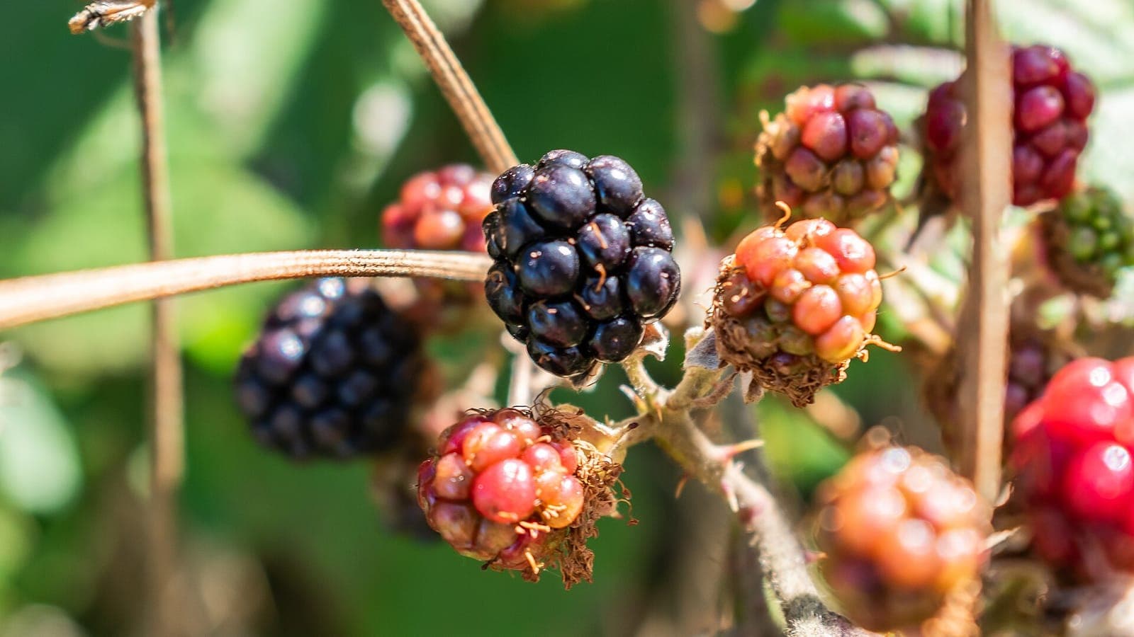 Mûres de ronce à tous les stades, vertes, rouges puis noires, dans l’Aveyron. Derrière ce seul mot de « ronce » se cachent des centaines d’espèces. (Photo Tournasol7, CC BY 4.0.)