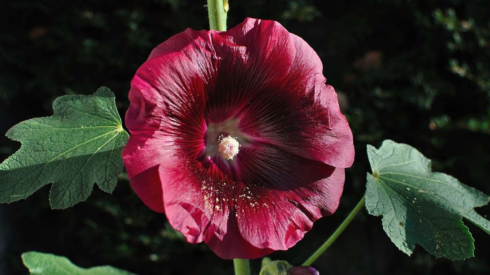 Une fleur de rose trémière, et en son centre la colonne d’étamines soudées, signature de la famille de la mauve et de l’hibiscus. Rien d’une rose. (Photo PJDespa, CC BY-SA 3.0.)