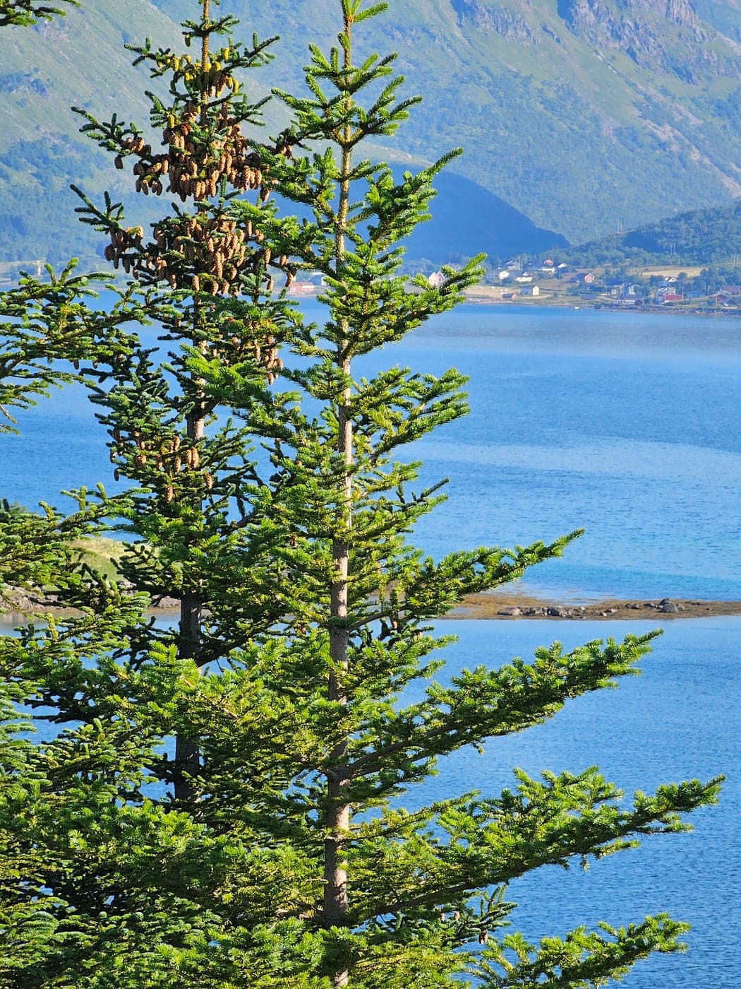 Conifère chargé de cônes pendants au bord d’un fjord norvégien (un « sapin » au sens courant) (Photo Manuel Ferreira.)
