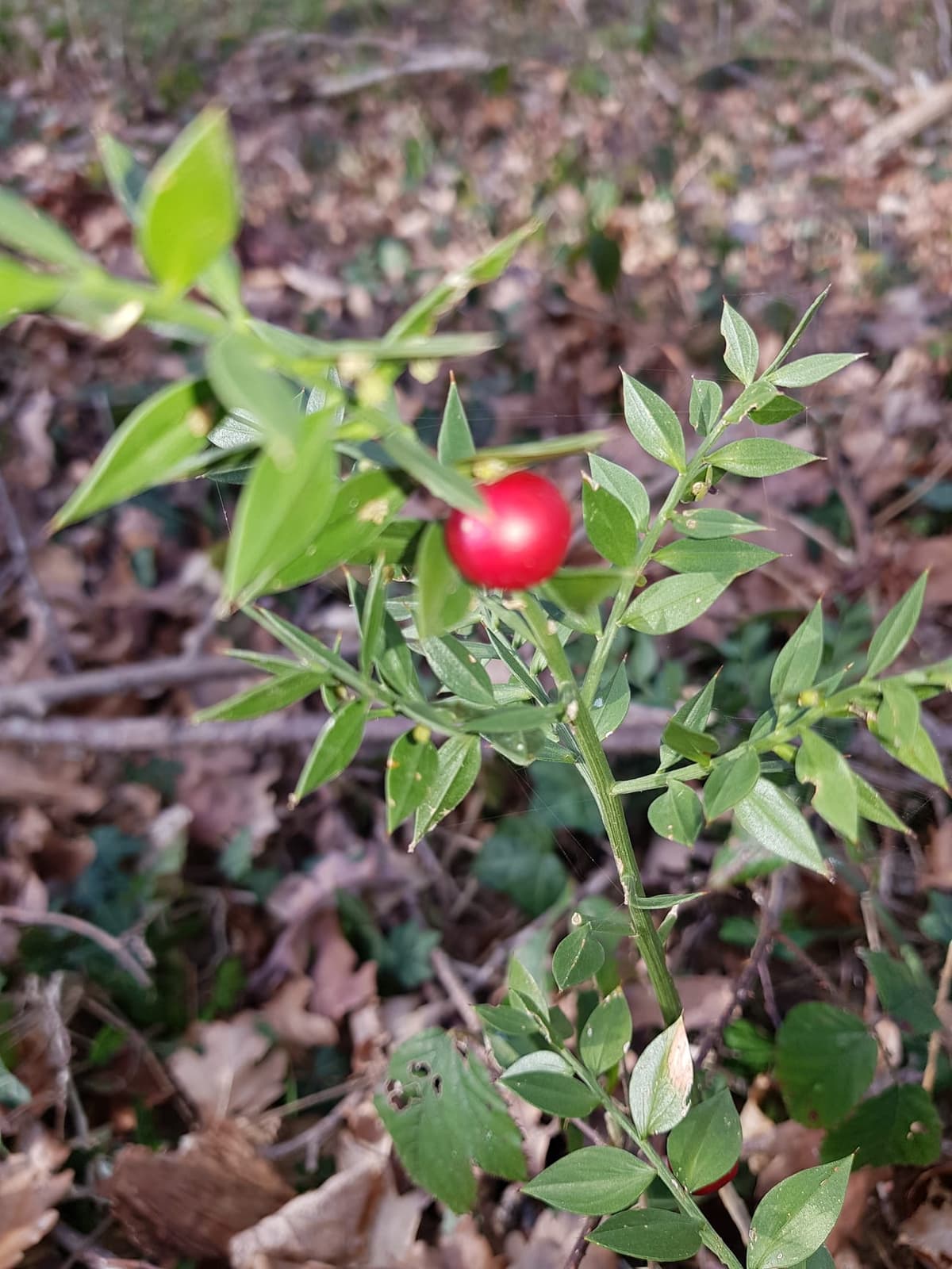 Rameau de fragon portant une baie rouge posée au centre même d’une fausse feuille