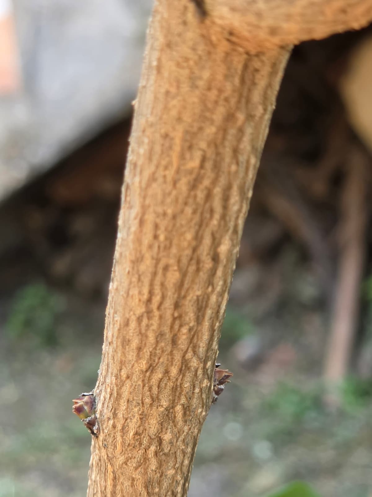 Bourgeons de lilas bien formés sur une tige, protégés par leurs écailles