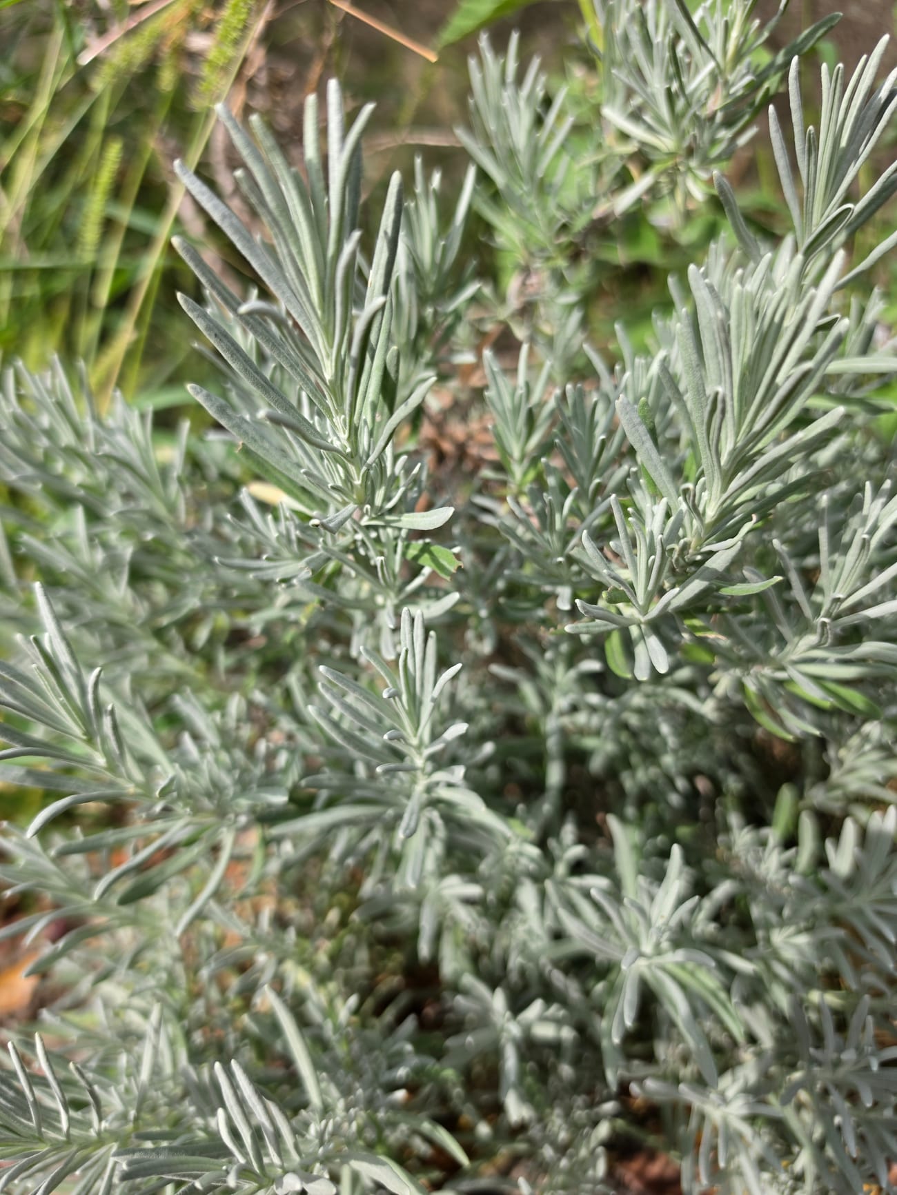 Touffe de lavande grise, dont on aperçoit la base ligneuse dénudée sous le feuillage