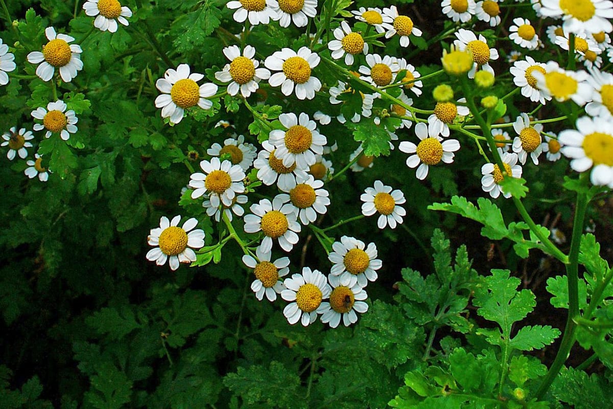 Grande camomille (Tanacetum parthenium), ou partenelle : fleurs à ligules courtes et feuillage large et lobé, façon chrysanthème